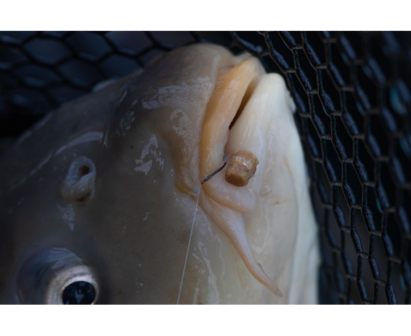 Preston Hookable Bait Bands