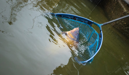 Preston LATEX CARP LANDING NET 22 inch