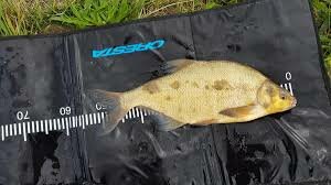 Cresta Rulermatt 100x50cm