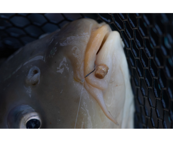 Preston Hookable Bait Bands